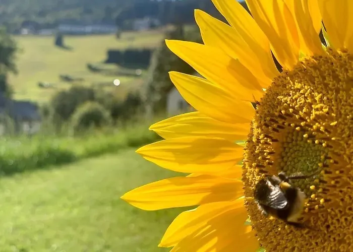 Naturapart Rauszeit Willingen (Upland)